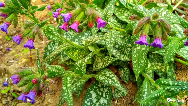 Pettyes levelű tüdőfű