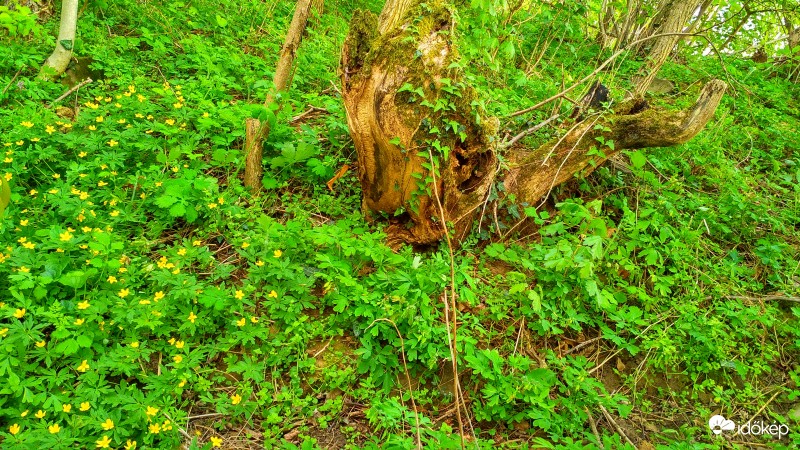 Bogláros szellőrózsa