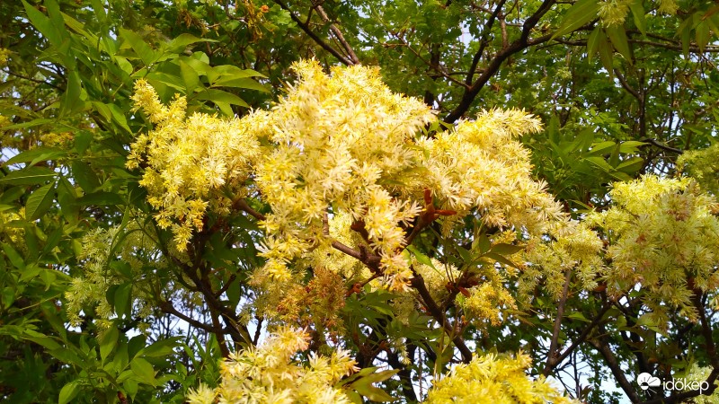 Virágzik a kőrisfa