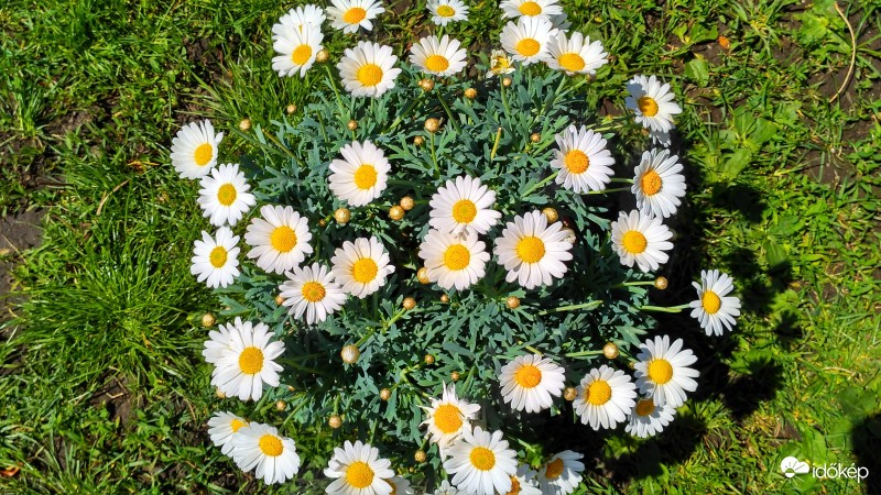 Nem hó, margaréta