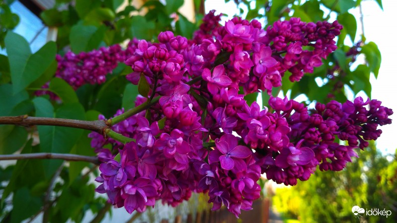 Szomszédasszony orgonája