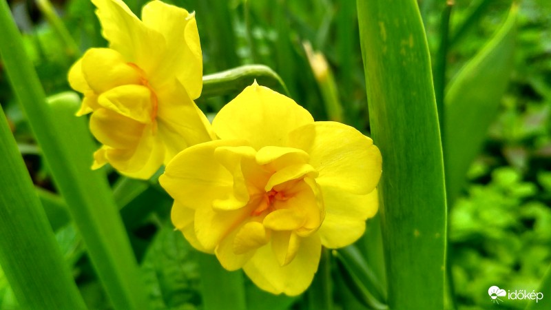 Ikrek a virágoskertben