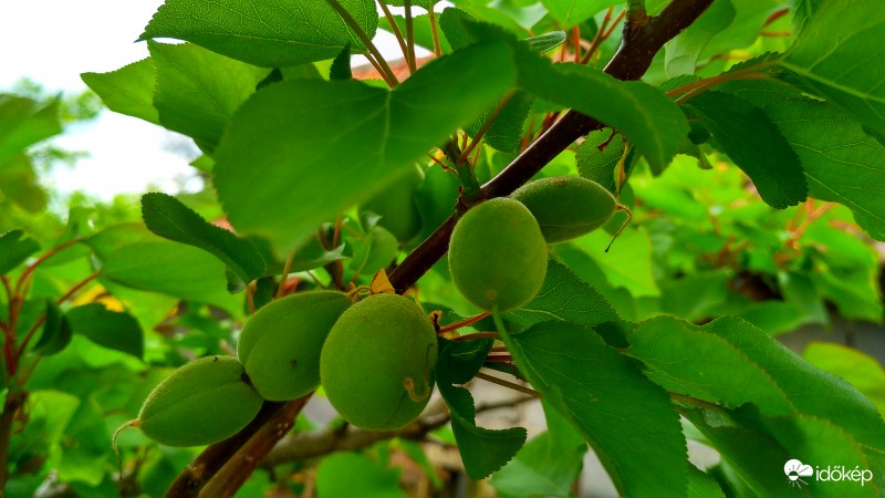 Ikrek a gyümölcsösben