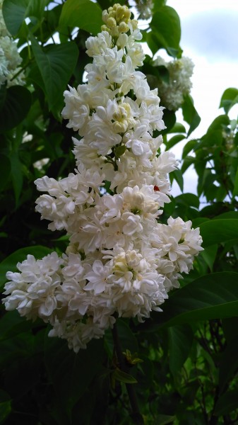 Amikor virágba borulnak az orgonák 1.