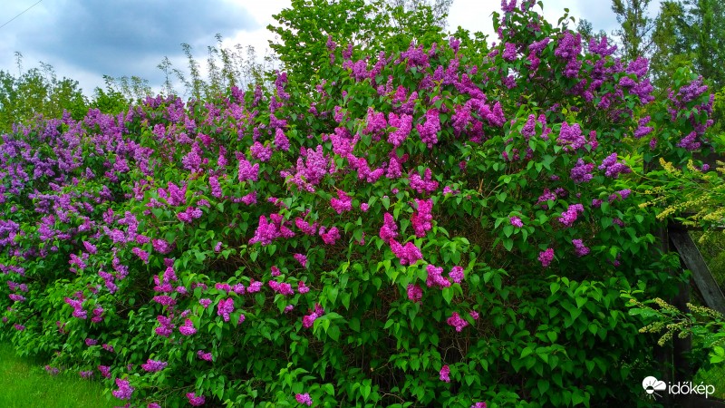 Amikor virágba borulnak az orgonák