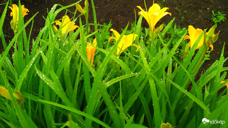 Reggeli eső után