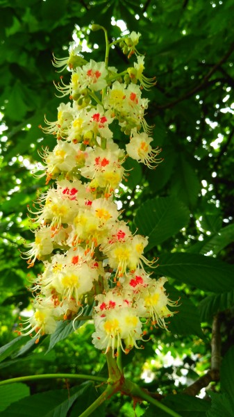 Vadgesztenyefa virága