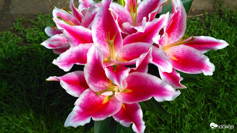 Szeretettel köszöntjük az édesanyákat!