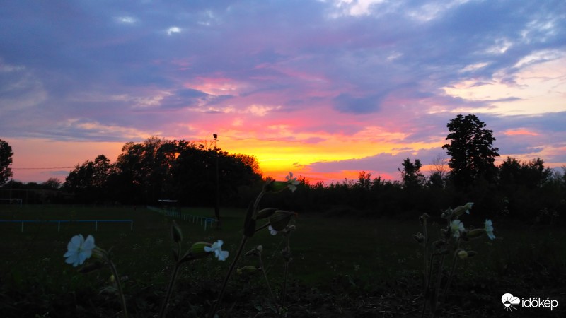 Vadvirágok alkonyatkor