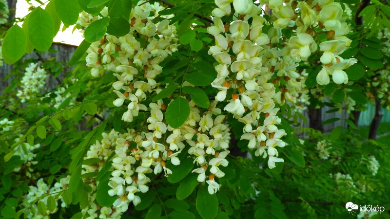 Virágzik az akác