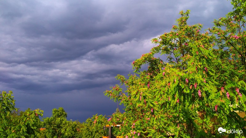Rózsaszín akác zivatar után