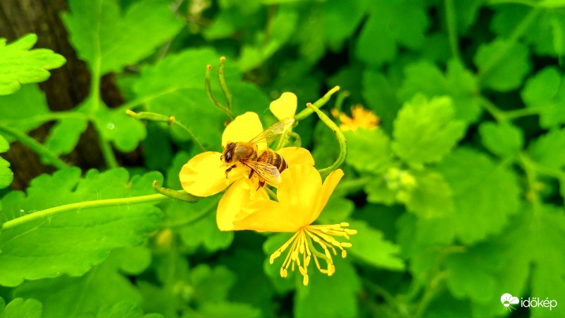 Hopp,egy kis virágport gyűjtök