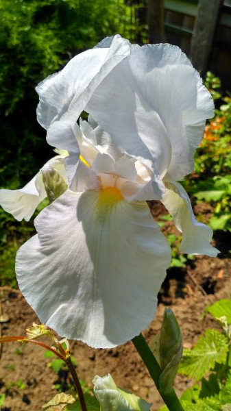 Óriás virágú írisz