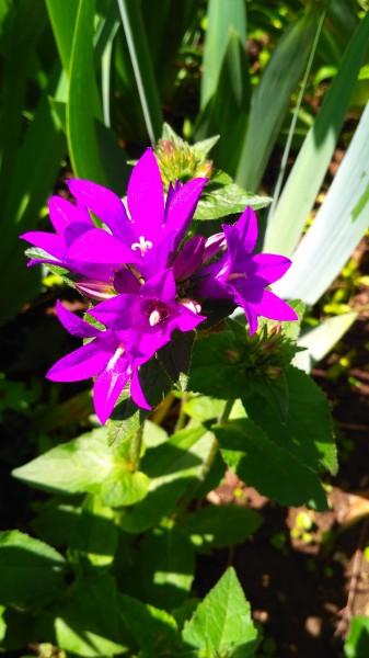 Csomós harangvirág