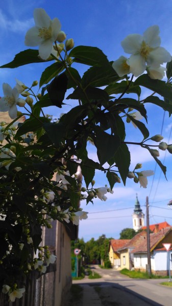 Jázminbokor kihajlik az utcára