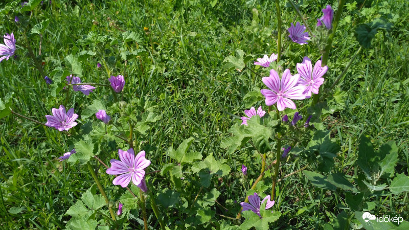 Mályva