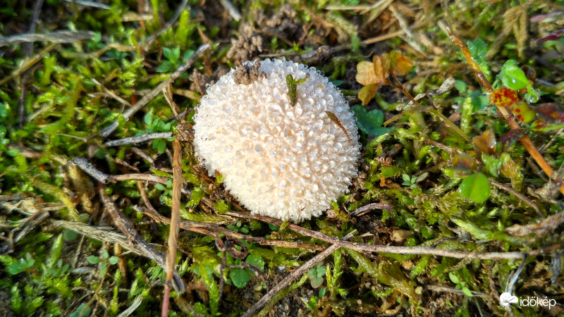Pikkelyes pöfeteg harmatosan