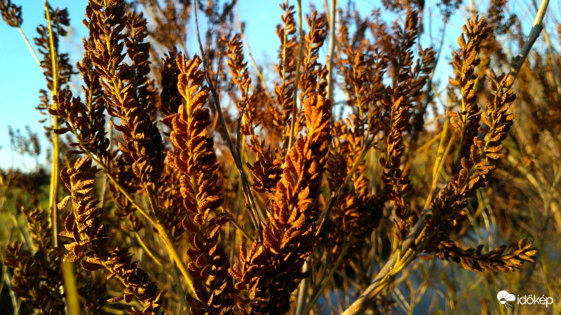 Barnulnak a termések
