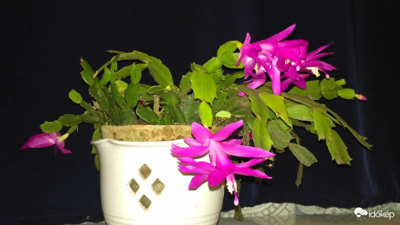 Türelmetlen kaktuszok