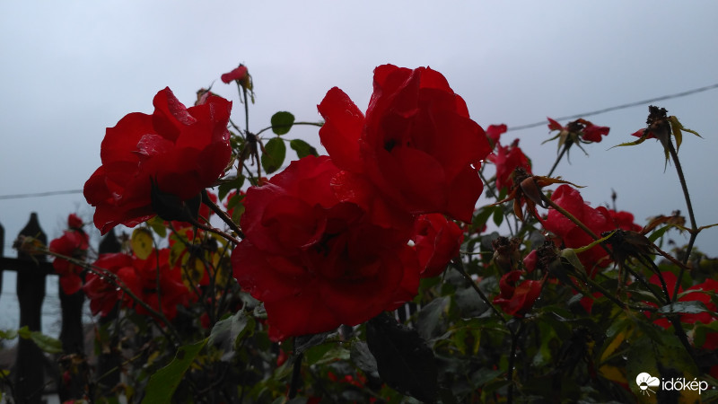 Szürkeségben,csepegő esőben