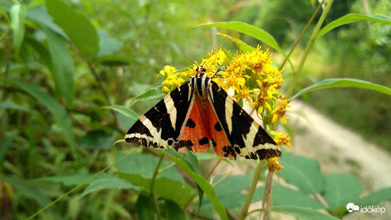 Pillangó