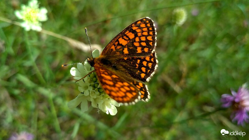 Pillangó