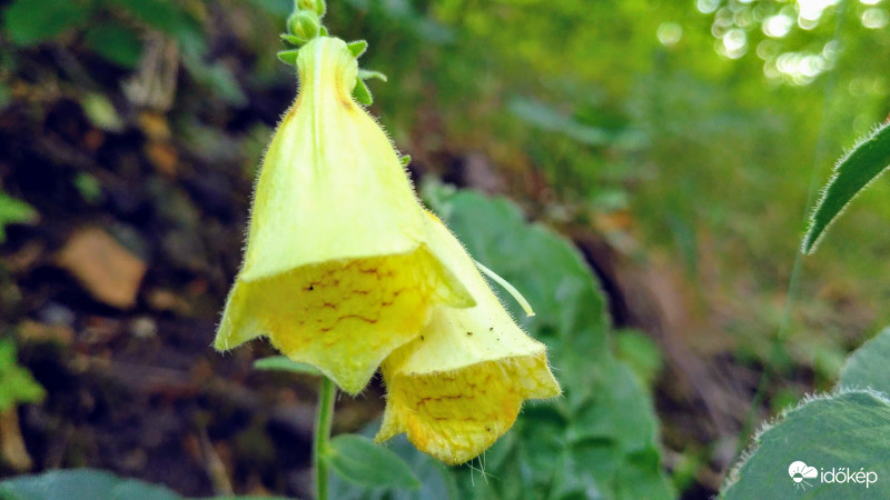 Sárga gyűszűvirág