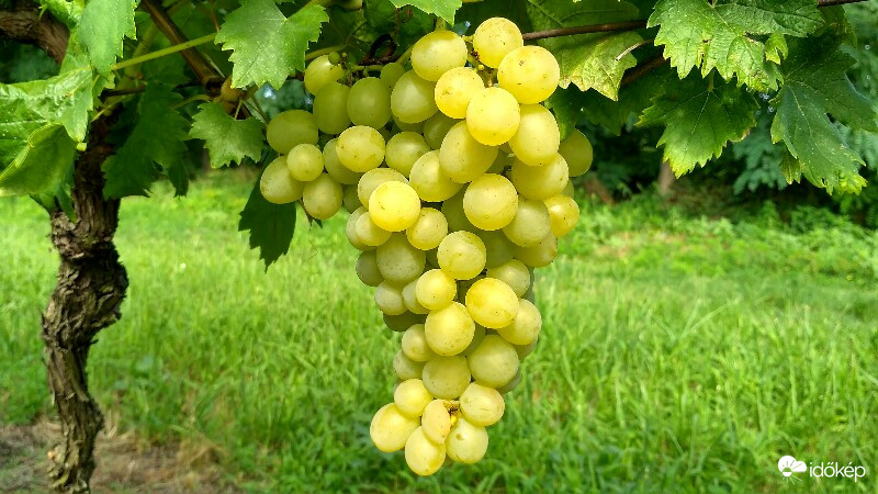 Érik a szőlő