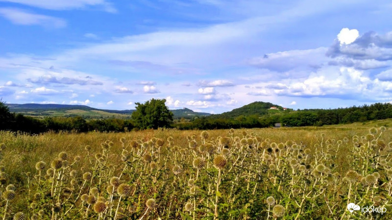 Szamárkenyér mező