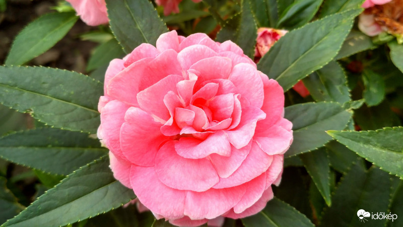 Kerti nenyúljhozzám