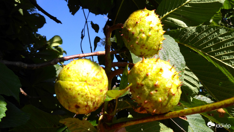 Ragyogó napsütésben