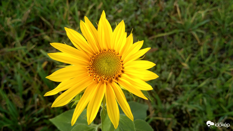 Egy, csak egy legény van talpon a vidéken