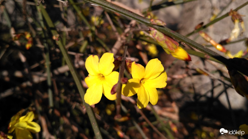 Téli jázmin
