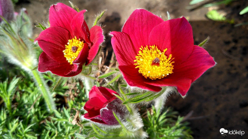 #Maradj Otthon kökörcsin