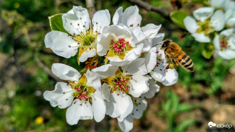 Virágzik a körtefa