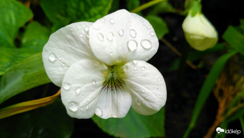 Pár csepp eső jutott