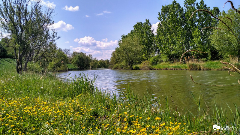 Virít a boglárka