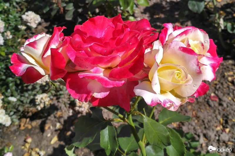 Egy száron egy csokor