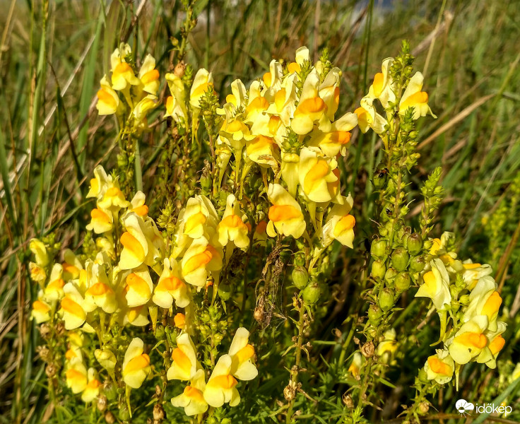 Közönséges gyújtoványfű