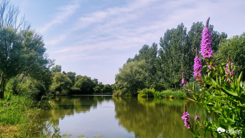 Tópart vesszős füzénnyel