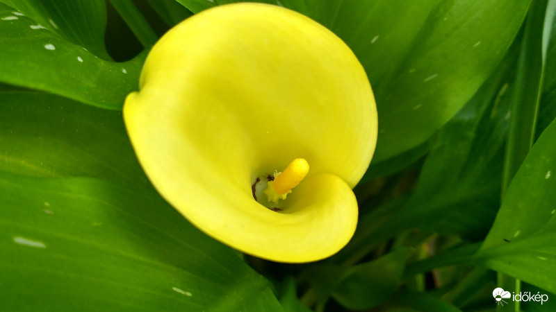 Aranysárga tölcsérvirág