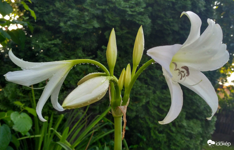 Rózsás ernyősliliom