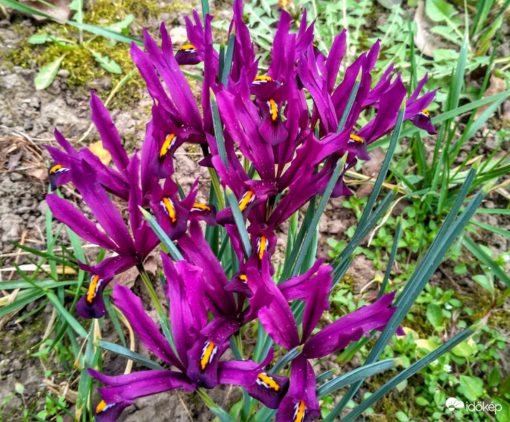 Kinyílt a törpe írisz