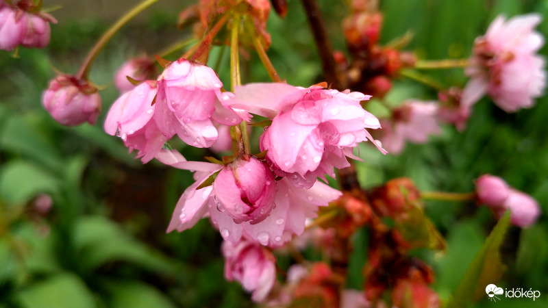 Japán díszcseresznyevirág