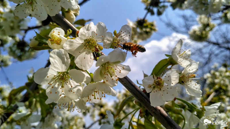 Jártak a méhek