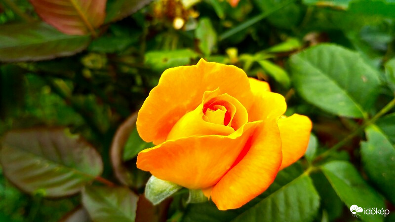 Nyílik még a sárga rózsa
