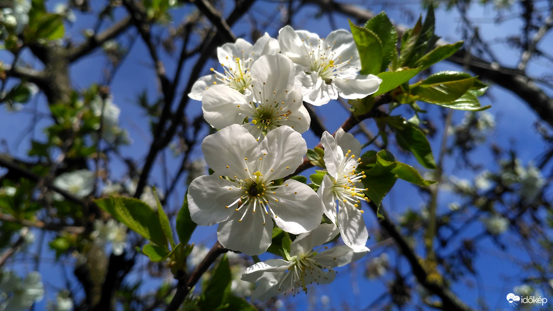 Virágzik a meggy