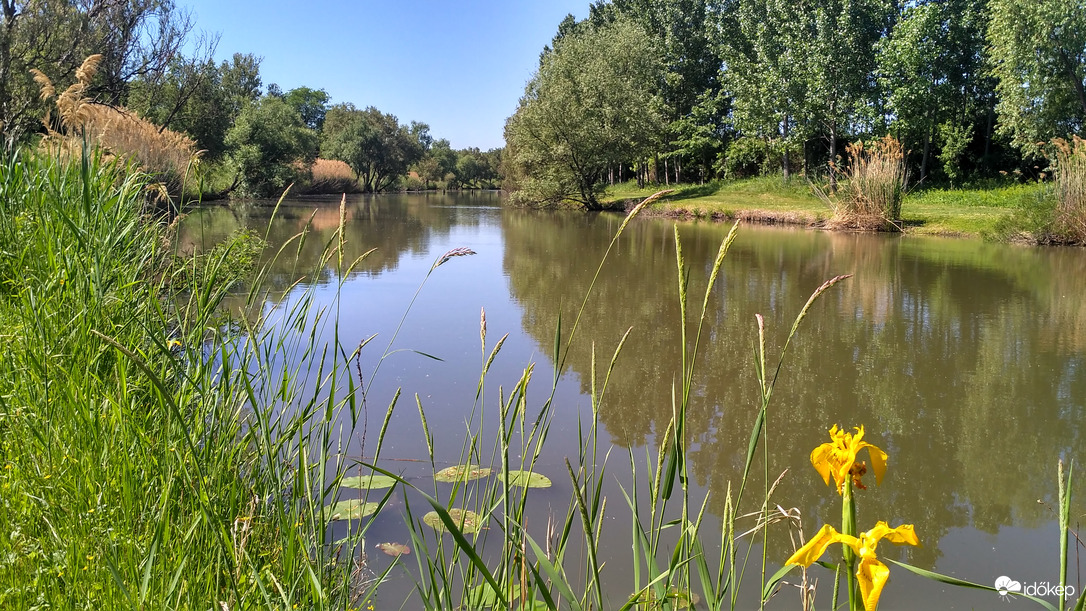 Tópart sárga nőszirommal