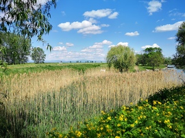 Tóparton