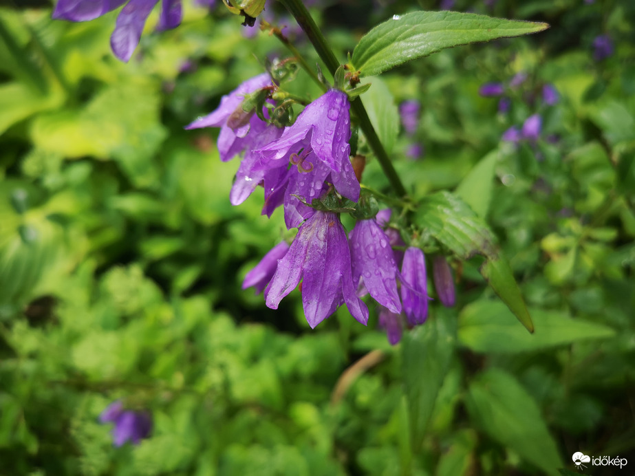 Harangvirág